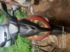 Polovni motori Sprint MaxX